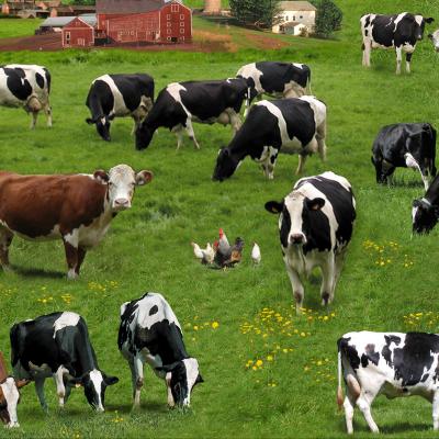 What Is Actually Organic Farming? What Is Actually Organic Farming?