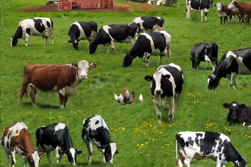 What Is Actually Organic Farming?